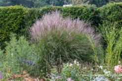 Garten-Chinaschilf „Kleine Silberspinne“ -Blatt Tanz Verkäufe P2003086 4 800x800