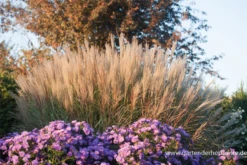 Garten-Chinaschilf „Kleine Silberspinne“ -Blatt Tanz Verkäufe P2003086 5 800x800