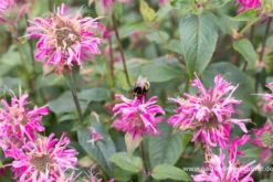 Garten-Indianernessel „Marshall´s Delight“ -Blatt Tanz Verkäufe P2003144 3 800x800