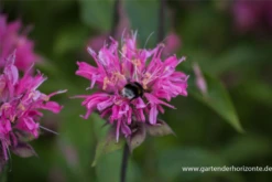 Garten-Indianernessel „Marshall´s Delight“ -Blatt Tanz Verkäufe P2003144 4 800x800