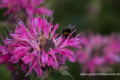 Garten-Indianernessel „Marshall´s Delight“ -Blatt Tanz Verkäufe P2003144 5 800x800