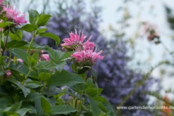 Garten-Indianernessel „Marshall´s Delight“ -Blatt Tanz Verkäufe P2003144 7 800x800