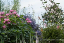 Garten-Indianernessel „Marshall´s Delight“ -Blatt Tanz Verkäufe P2003144 8 800x800