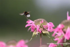 Garten-Indianernessel „Marshall´s Delight“ -Blatt Tanz Verkäufe P2003144 9 800x800