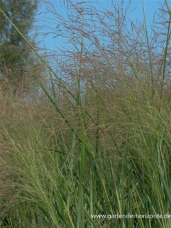 Garten-Ruten-Hirse „Cloud Nine“