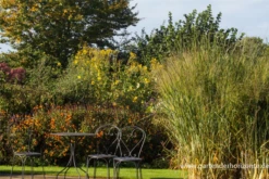 Garten-Ruten-Hirse „Cloud Nine“ -Blatt Tanz Verkäufe P2003396 3 800x800