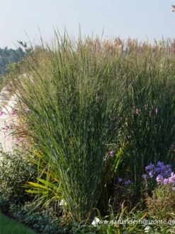 Garten-Ruten-Hirse „Cloud Nine“ -Blatt Tanz Verkäufe P2003396 4 800x800