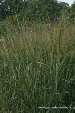 Garten-Ruten-Hirse „Cloud Nine“ -Blatt Tanz Verkäufe P2003396 6 800x800