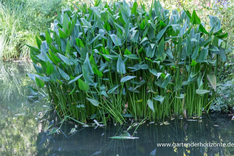 Herzblättriges Hechtkraut 1 Herzblättriges Hechtkraut