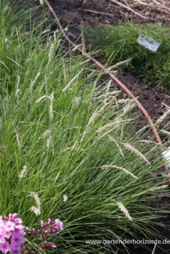 Blatt Tanz Verkäufe -Blatt Tanz Verkäufe P2004367 2 800x800