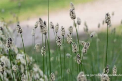 Grünes Kopfgras -Blatt Tanz Verkäufe P2004369 3 800x800