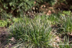 Grünes Kopfgras -Blatt Tanz Verkäufe P2004369 4 800x800