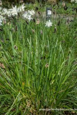 Grünes Kopfgras -Blatt Tanz Verkäufe P2004369 5 800x800