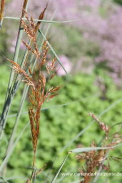 Blatt Tanz Verkäufe -Blatt Tanz Verkäufe P2004421 2 800x800