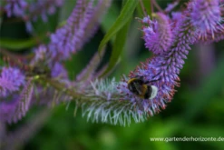 Asiatischer Kandelaberehrenpreis „Apollo“ -Blatt Tanz Verkäufe P2004714 1 800x800