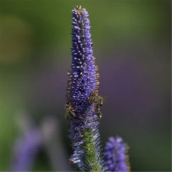 Asiatischer Kandelaberehrenpreis „Apollo“ -Blatt Tanz Verkäufe P2004714 3 800x800