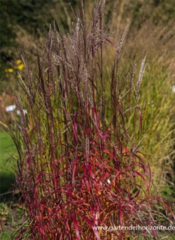 Garten-Chinaschilf „Ghana“