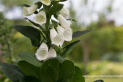 Blatt Tanz Verkäufe -Blatt Tanz Verkäufe P3001488 2 800x800