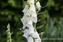 Fingerhut -Blatt Tanz Verkäufe P3001488 3 800x800