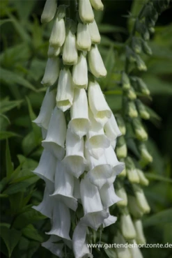 Fingerhut -Blatt Tanz Verkäufe P3001488 4 800x800