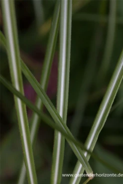 Garten-Chinaschilf „Federweißer“