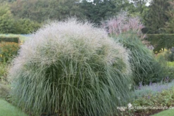 Garten-Chinaschilf „Federweißer“ -Blatt Tanz Verkäufe P3001516 3 800x800