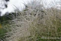 Garten-Chinaschilf „Federweißer“ -Blatt Tanz Verkäufe P3001516 4 800x800