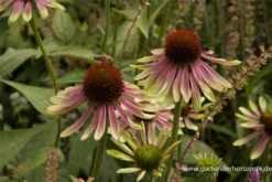 Garten-Scheinsonnenhut „Green Envy“®