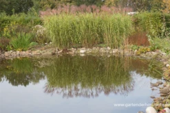 Garten-Chinaschilf „Giraffe“ -Blatt Tanz Verkäufe P3001688 3 800x800