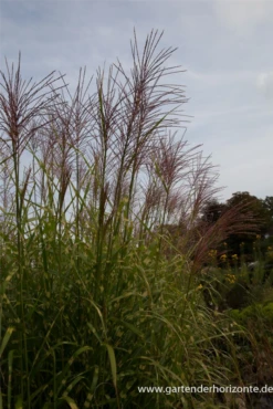 Garten-Chinaschilf „Giraffe“ -Blatt Tanz Verkäufe P3001688 4 800x800