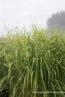 Garten-Chinaschilf „Giraffe“ -Blatt Tanz Verkäufe P3001688 5 800x800