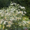 Doldige Garten-Aster „Weißer Schirm“