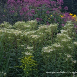 Doldige Garten-Aster „Weißer Schirm“ -Blatt Tanz Verkäufe P3001780 3 800x800