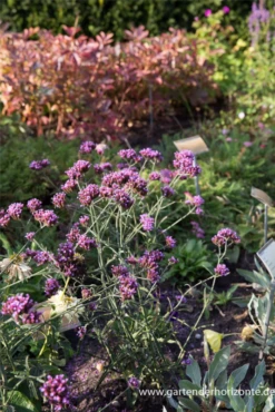 Eisenkraut „Lollipop“ -Blatt Tanz Verkäufe P3001981 1 800x800