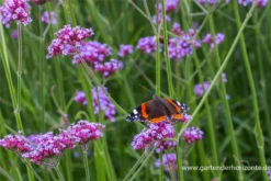 Eisenkraut „Lollipop“