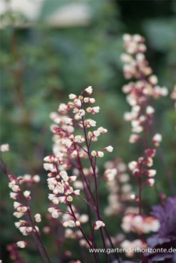 Kleinblütiges Silberglöckchen „Shanghai“ -Blatt Tanz Verkäufe P3002107 3 800x800