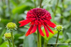 Garten-Scheinsonnenhut „Eccentric“®