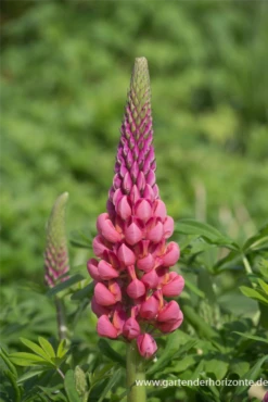 Garten-Lupine „Towering Inferno“®