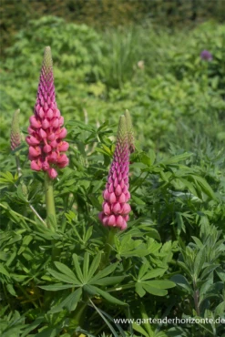 Garten-Lupine „Towering Inferno“® -Blatt Tanz Verkäufe P3002560 3 800x800