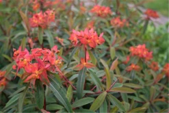 Garten-Wolfsmilch „Dixter“