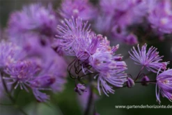 Akeleiblättrige Wiesenraute „Black Stockings“ -Blatt Tanz Verkäufe P3002894 4 800x800