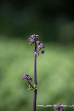 Akeleiblättrige Wiesenraute „Black Stockings“ -Blatt Tanz Verkäufe P3002894 5 800x800