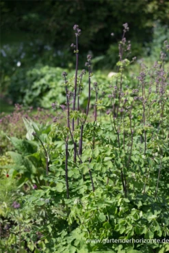 Akeleiblättrige Wiesenraute „Black Stockings“ -Blatt Tanz Verkäufe P3002894 6 800x800