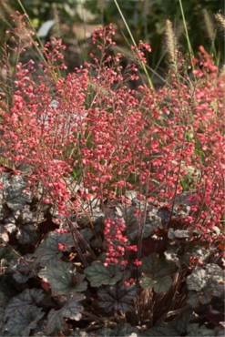 Purpurglöckchen „Paris“