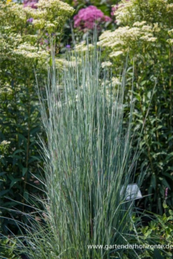 Blaugraues Präriegras „Blue Heaven“®