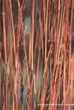 Blaugraues Präriegras „Blue Heaven“® -Blatt Tanz Verkäufe P3003496 3 800x800