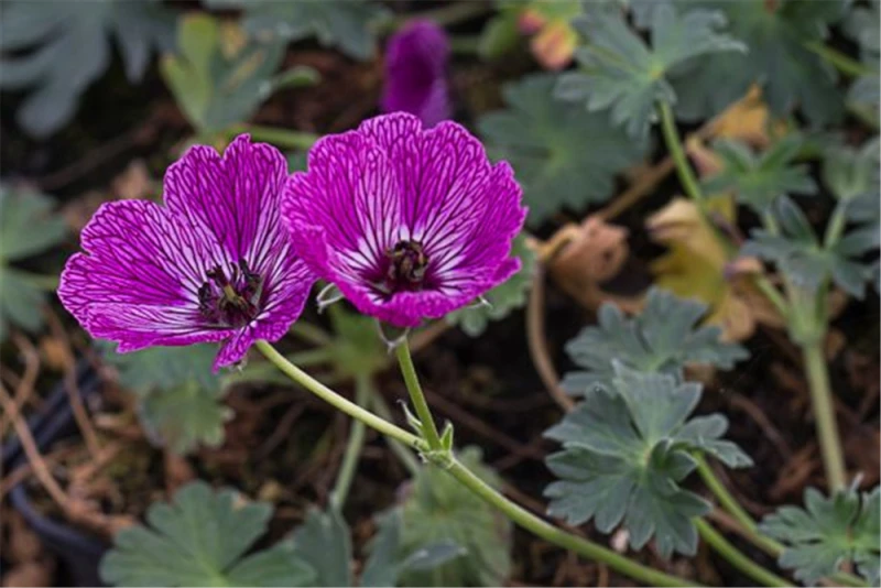 Aschgrauer Storchschnabel „Jolly Jewel Night“ -R- 1 Aschgrauer Storchschnabel „Jolly Jewel Night“ -R-