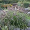 Garten-Federborstengras „Red Head“