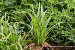 Wimper-Segge „Kopenhagen Select“