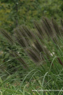 Garten-Federborstengras